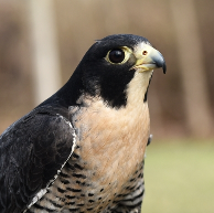 Schlitz Audubon Otis Raptor