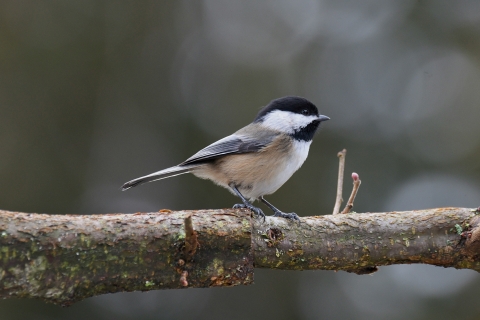 A black-capped chickadee sits on a branch