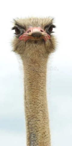 Ostrich looking right at viewer