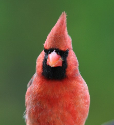 male cardinal with green background