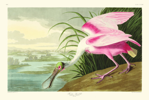 John James Audubon image with a pink bird on a sandy riverfront