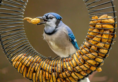 blue jay eating peanuts from a wire bird feeder