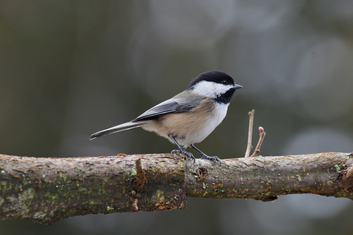 A black-capped chickadee sits on a branch
