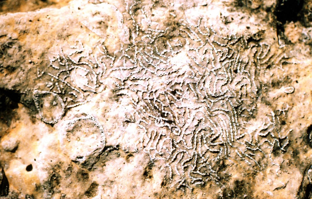 image of coral fossil