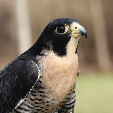 image of peregrine falcon