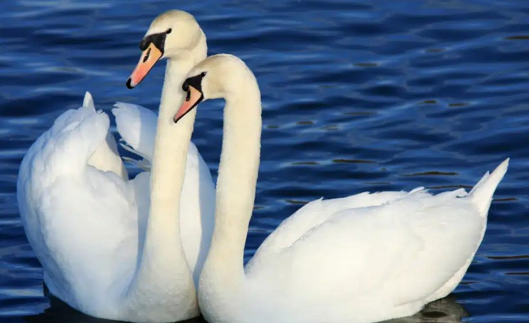 pair of swans in blue water
